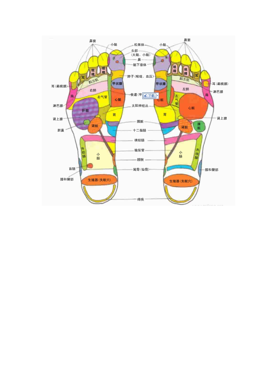 足底按磨穴位对应器官图解_第1页