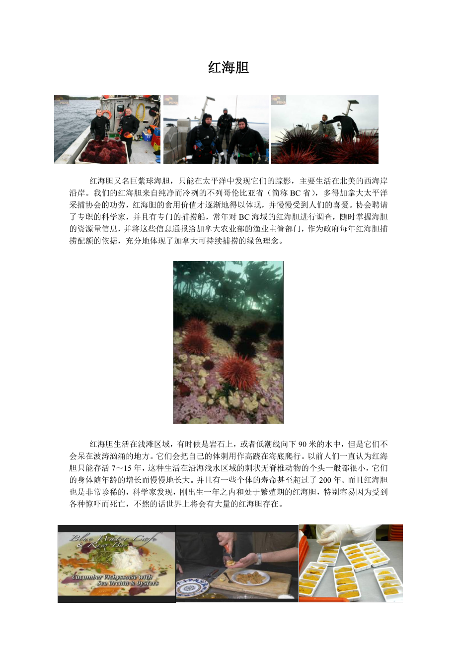 鹏昊产品【红海胆】_第1页