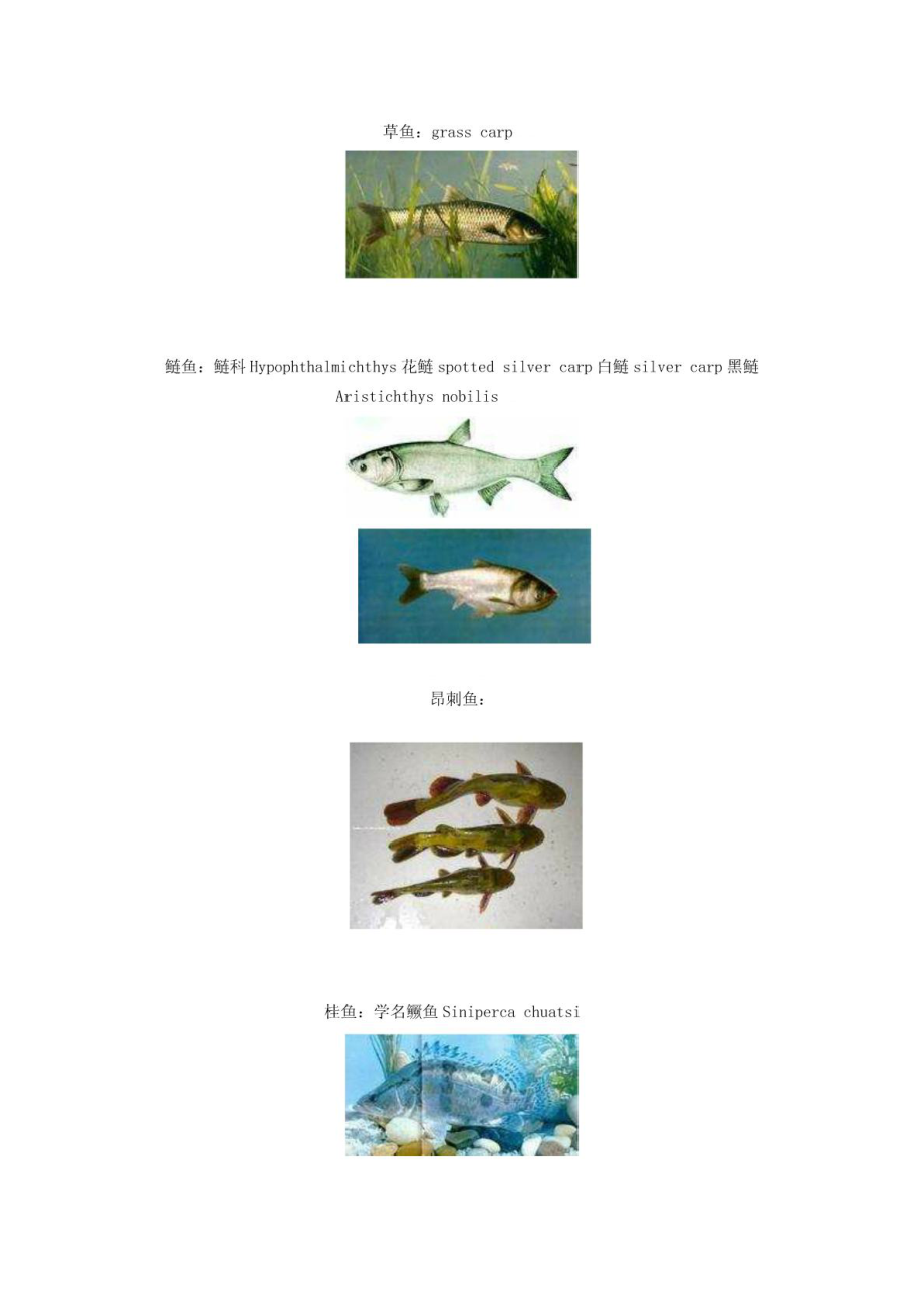 鱼中英文名字_第1页