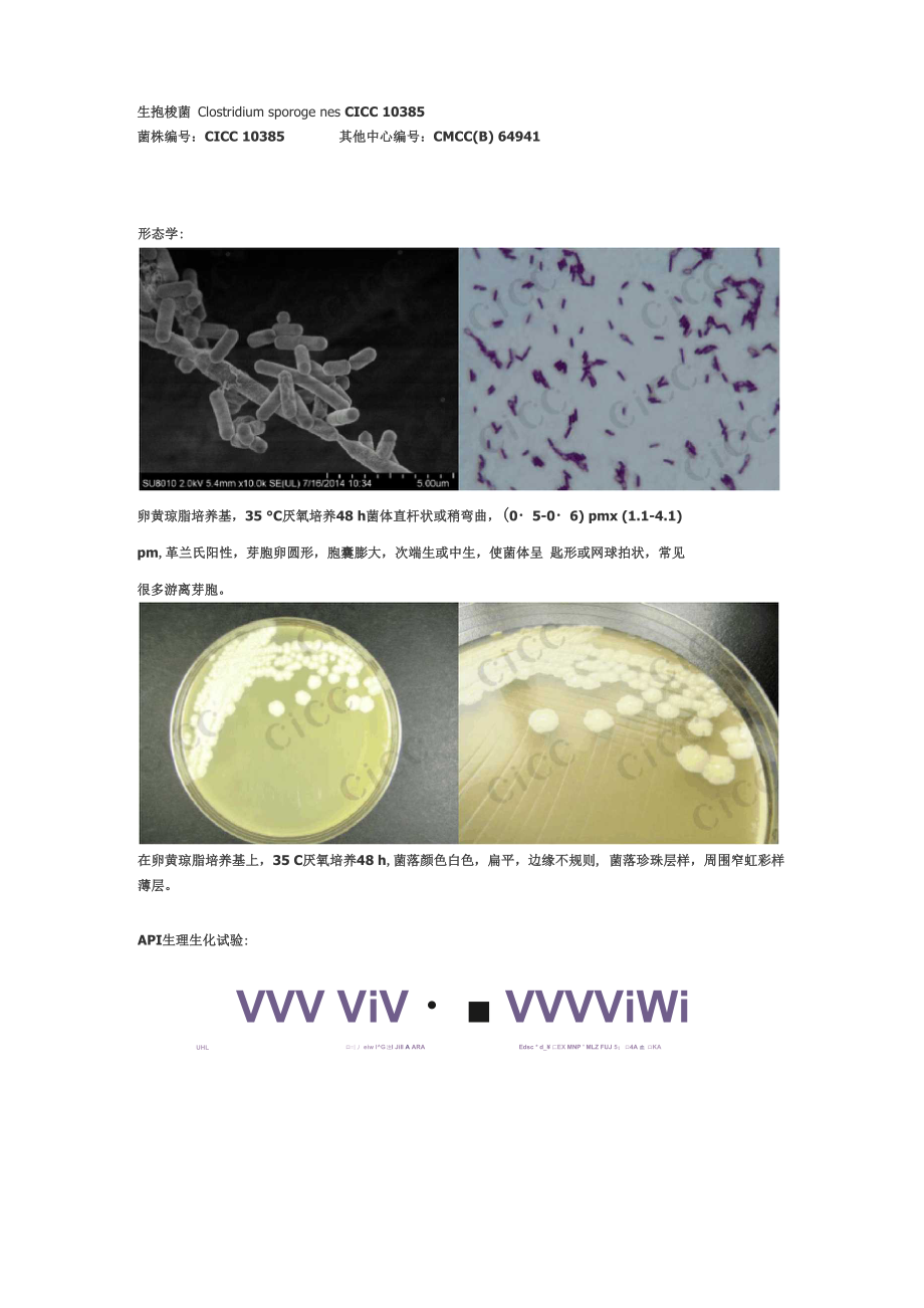 菌种介绍：生孢梭菌_第1页