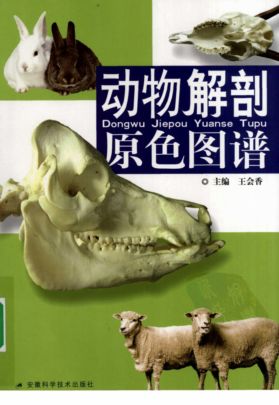 动物解剖原色图谱_第1页
