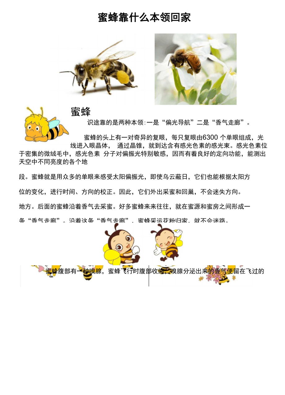 蜜蜂回家本领_第1页