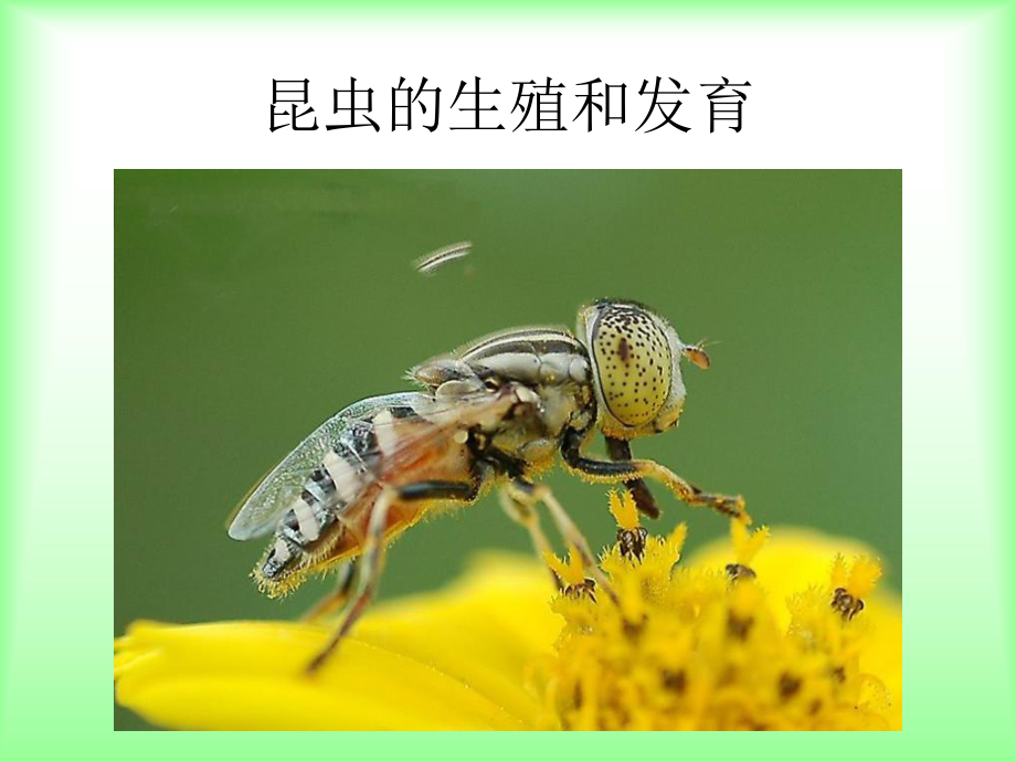 8年第二节昆虫的生殖和发育_第1页