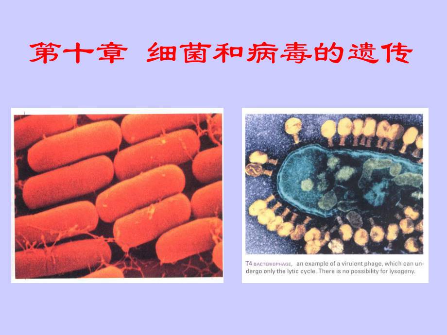遗传学11第十章细菌和病毒的遗传_第1页