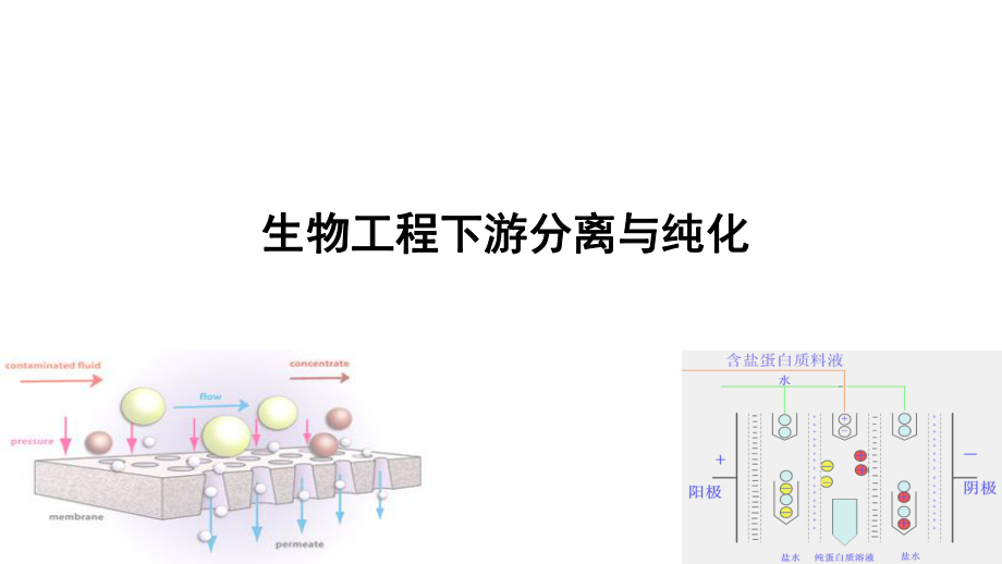 生物工程下游分离与纯化课件_第1页