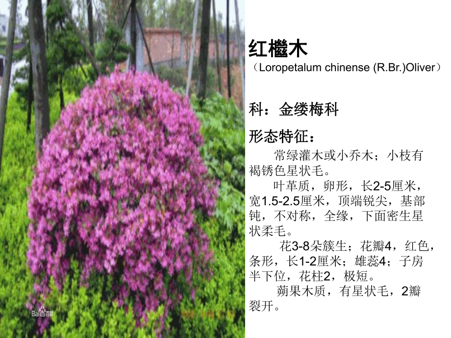 植物学植物识别_第1页
