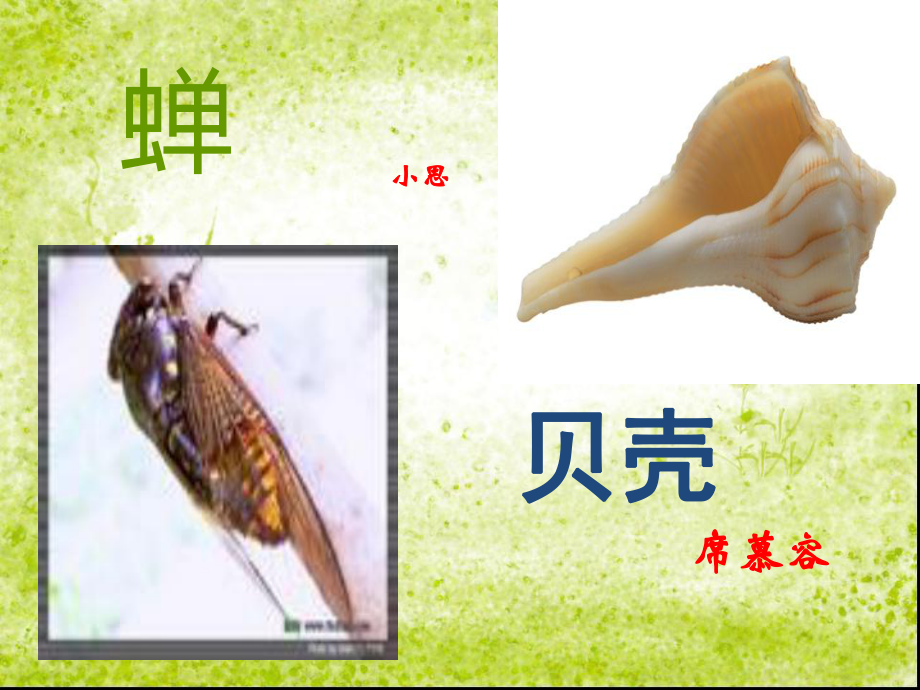 《短文两篇·蝉·贝壳》_第1页
