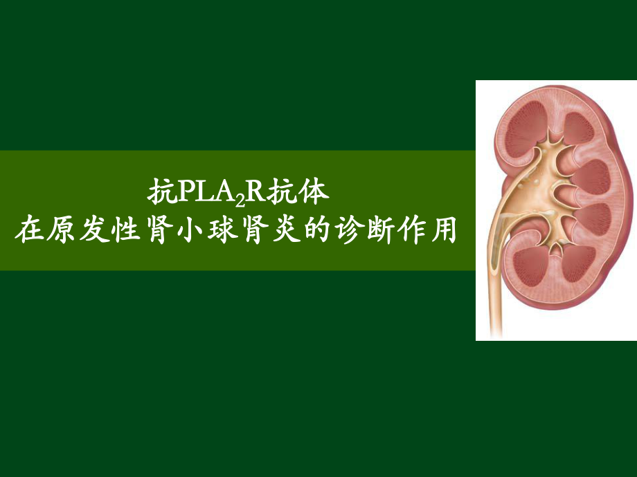 PLA2R在特发性膜性肾病诊断中的_第1页