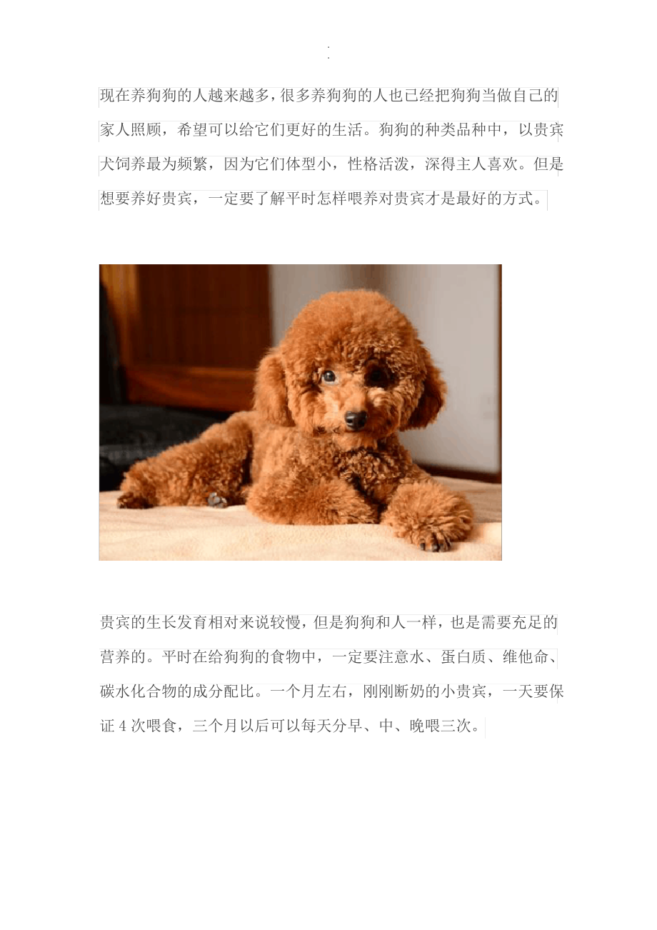 整理贵宾正确的喂养方式_第1页