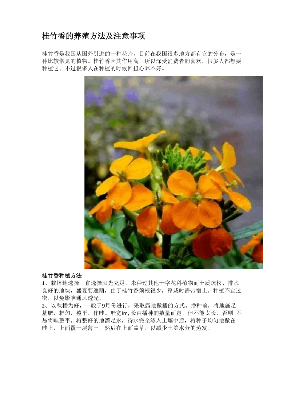 桂竹香的养殖方法及注意事项_第1页
