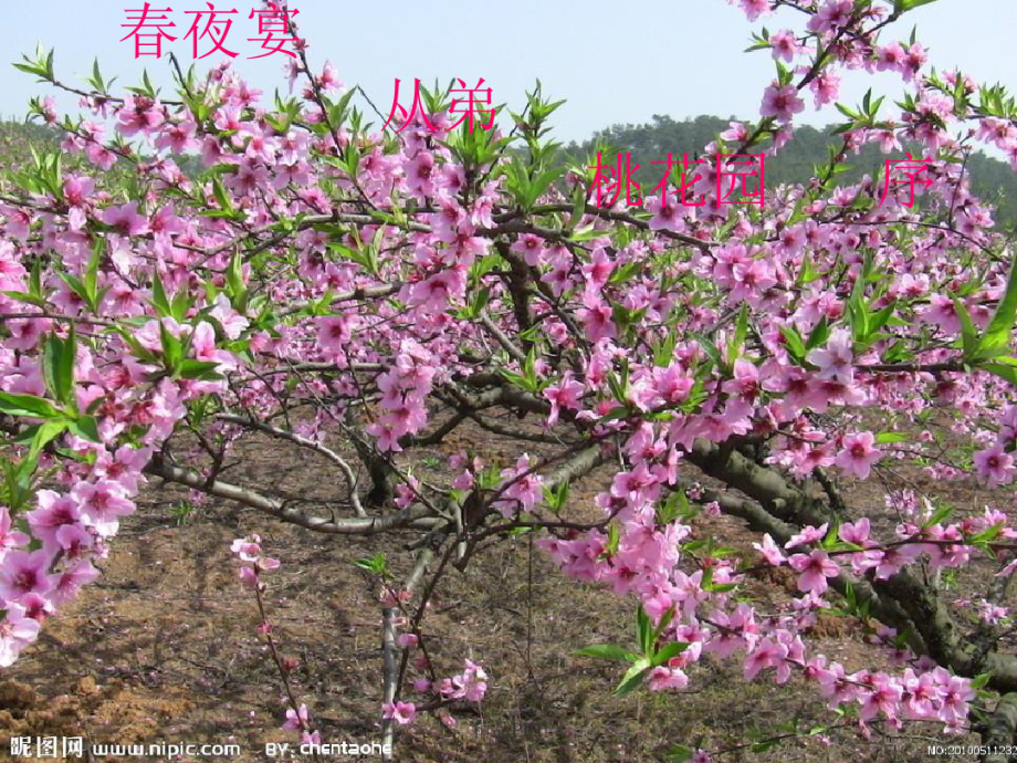 春夜宴从弟桃花园序知识点_第1页