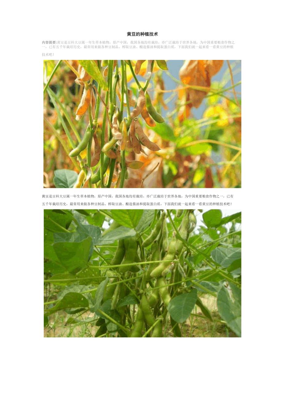 黄豆的种植技术_第1页