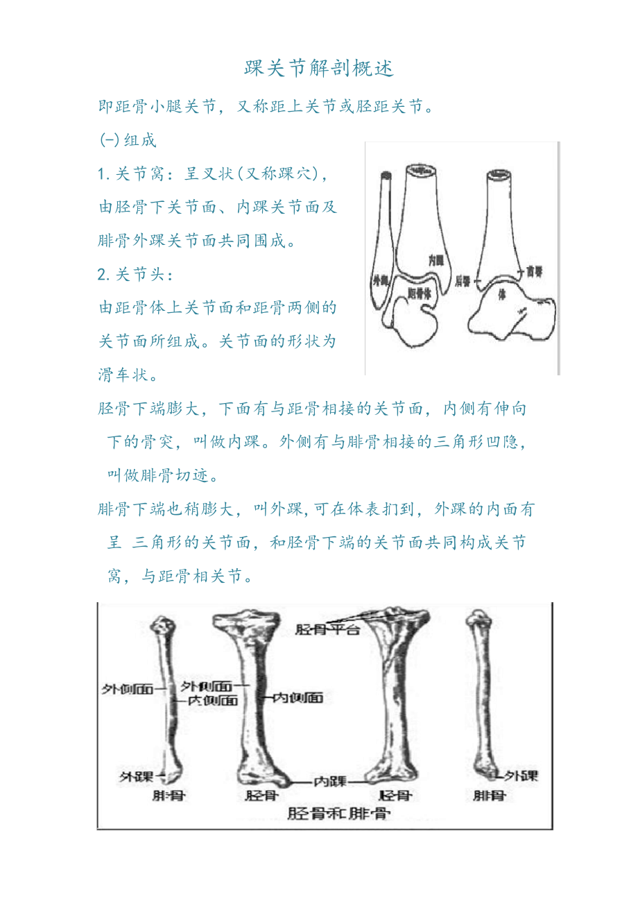 踝关节解剖概述_第1页