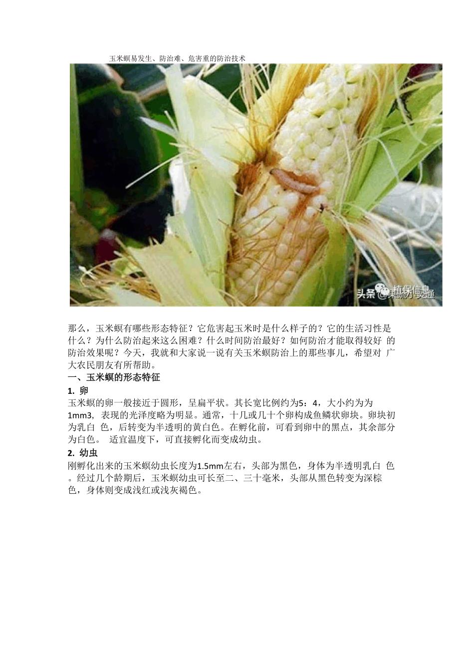 玉米螟易发生、防治难、危害重的防治技术_第1页
