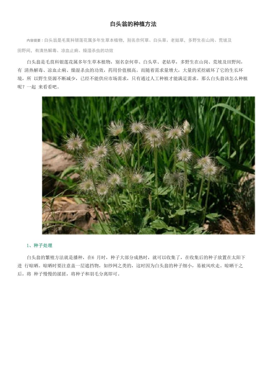 白头翁的种植方法_第1页
